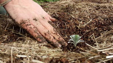 plantation-Lavande-jardin-medicinal Plantation de lavande dans jardin médicinal