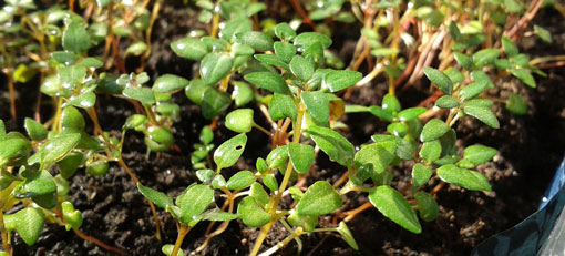 plantation-Thym-jardin-medicinal Plantation de Thym dans un jardin médicinal